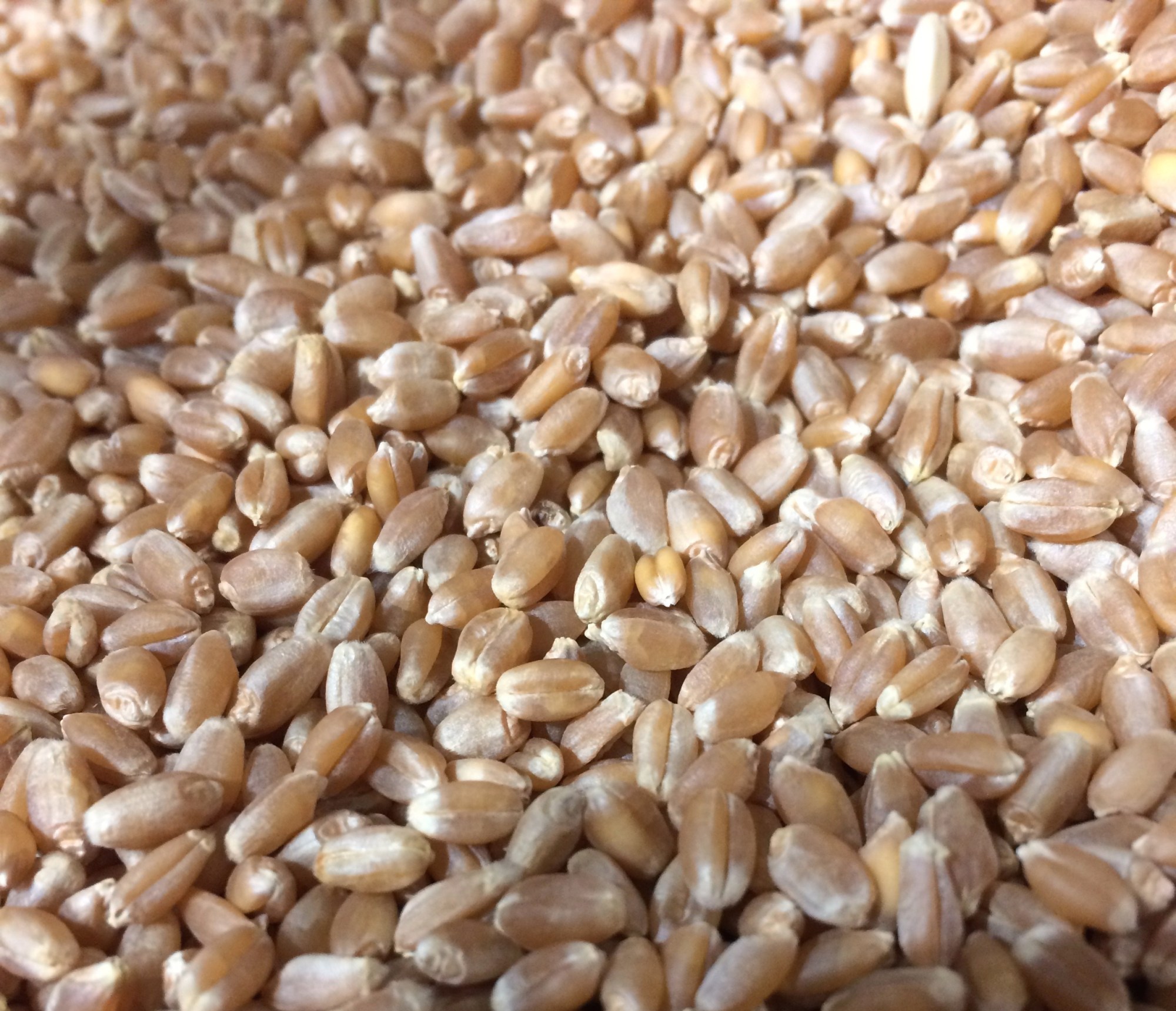 Wheat grain