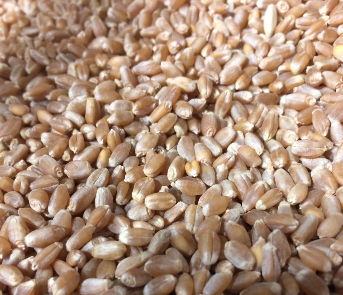 Wheat grain
